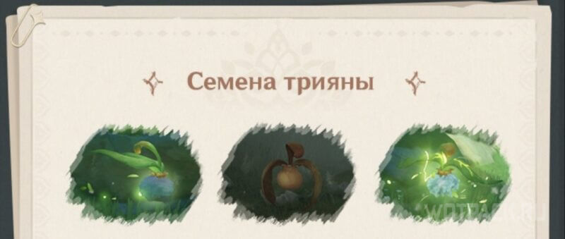 семена трияны